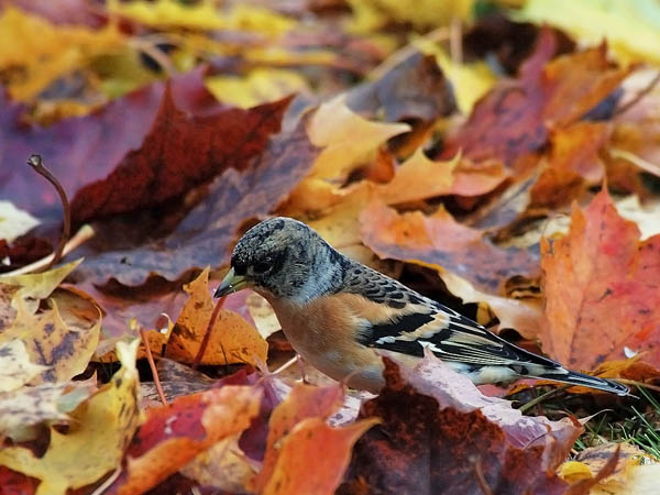 Järripeippo, Brambling, Fringilla montifringilla